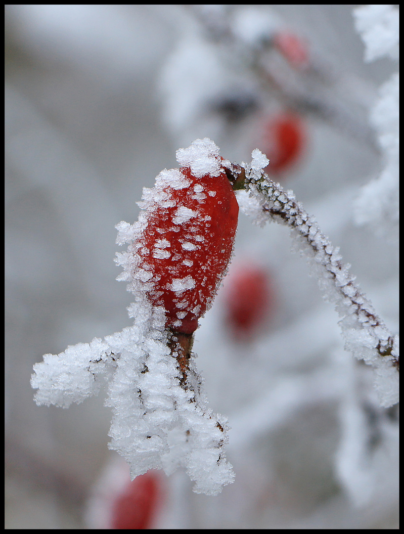 Frosted Rosehip