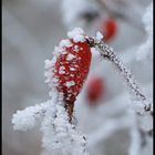 Frosted Rosehip