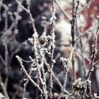 frosted roses