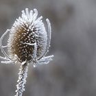 Frosted Thistle.