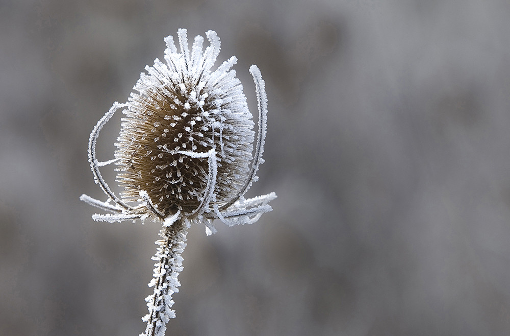 Frosted Thistle.