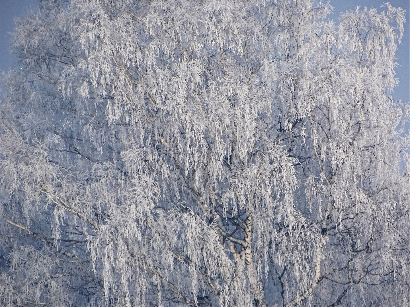 frosted tree