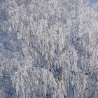 frosted tree