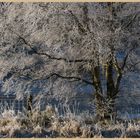 frosted tree at kielder 4c