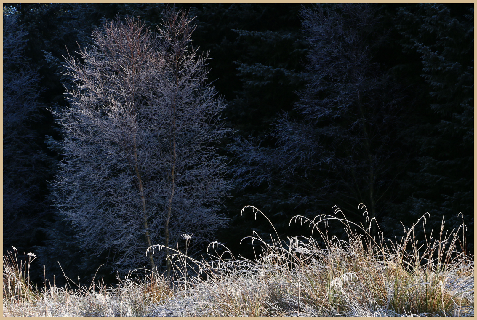 frosted tree at kielder 6b