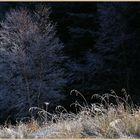 frosted tree at kielder 6b