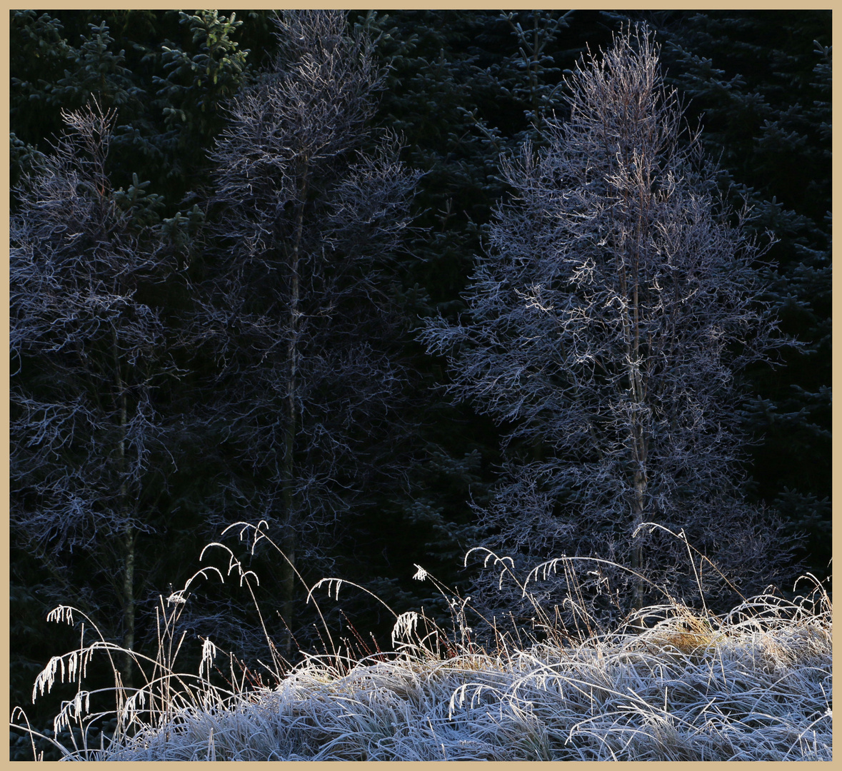 frosted tree at kielder 7