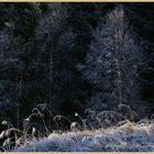 frosted tree at kielder 7