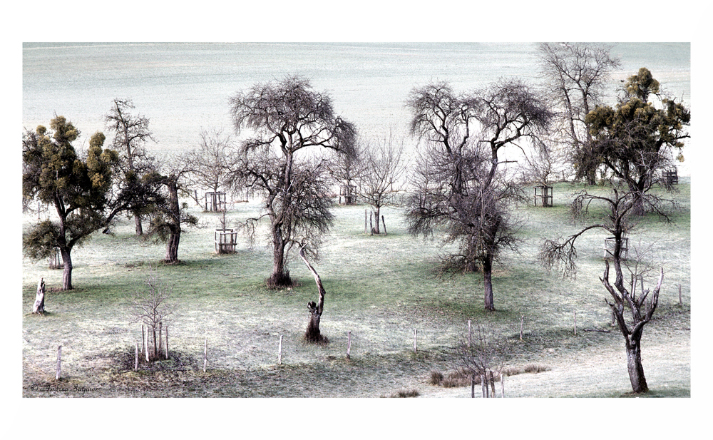 frosted trees