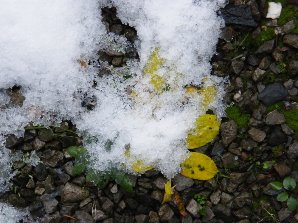 Frostelnde Blume von Der canonianer