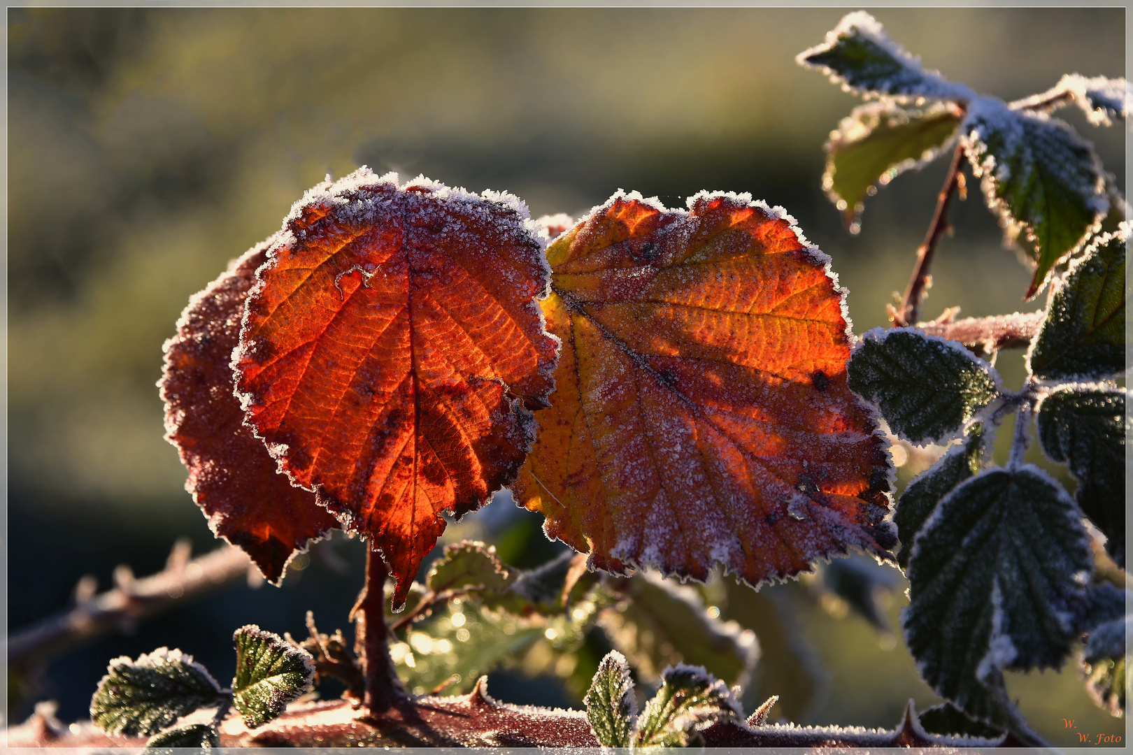 Frostfarben