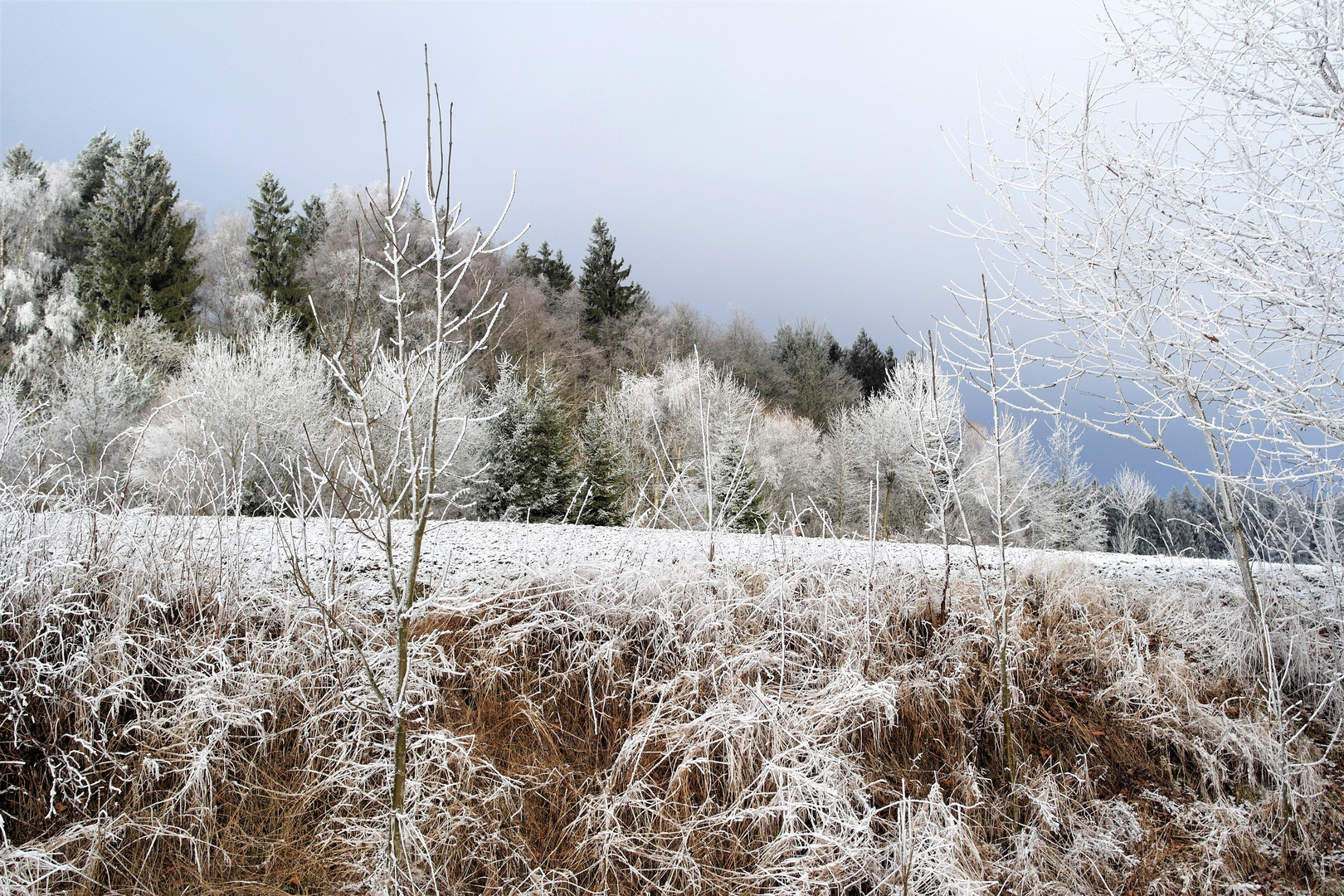 Frostfarbig zeigt sich die Natur