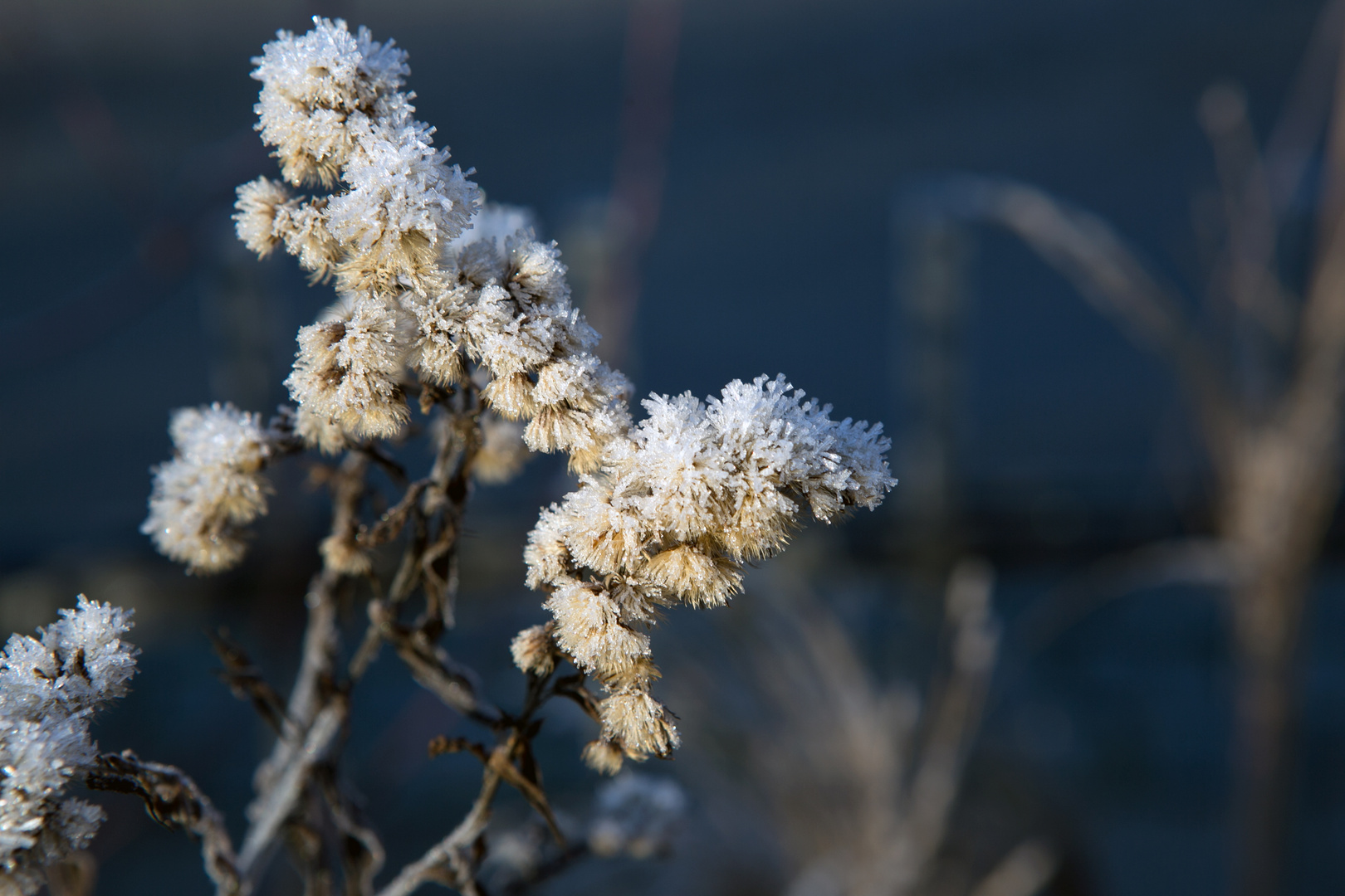 Frostflowers