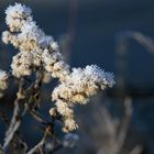 Frostflowers