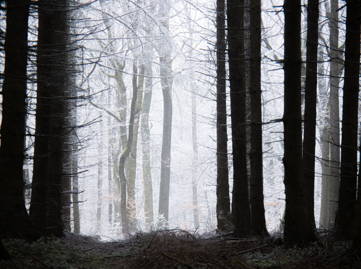 Frostforst mit Durchblick