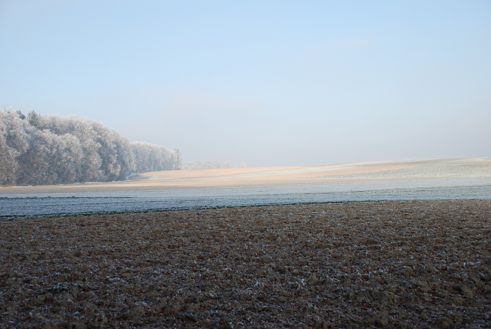 Frost,frühmorgens