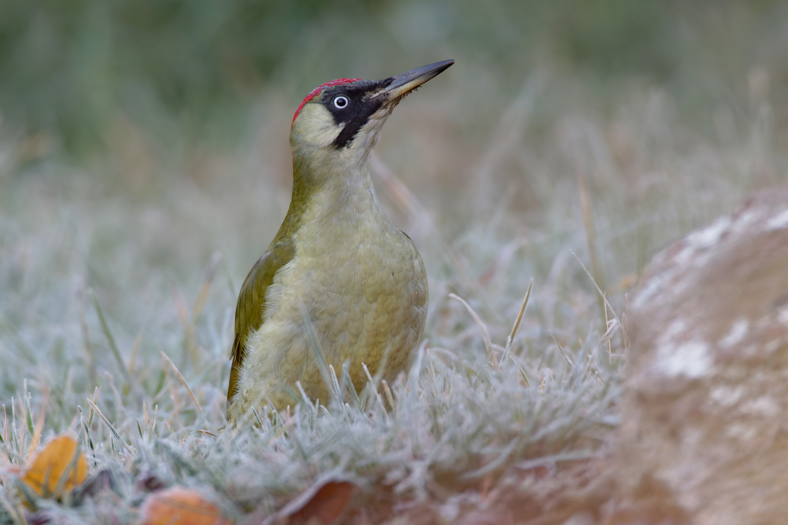 "Frostfutter" - Grünspecht (w) - Picus viridis - bei der Futtersuche