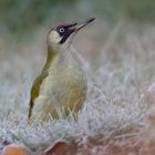 "Frostfutter" - Grünspecht (w) - Picus viridis - bei der Futtersuche