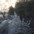 Frostger Morgen 2