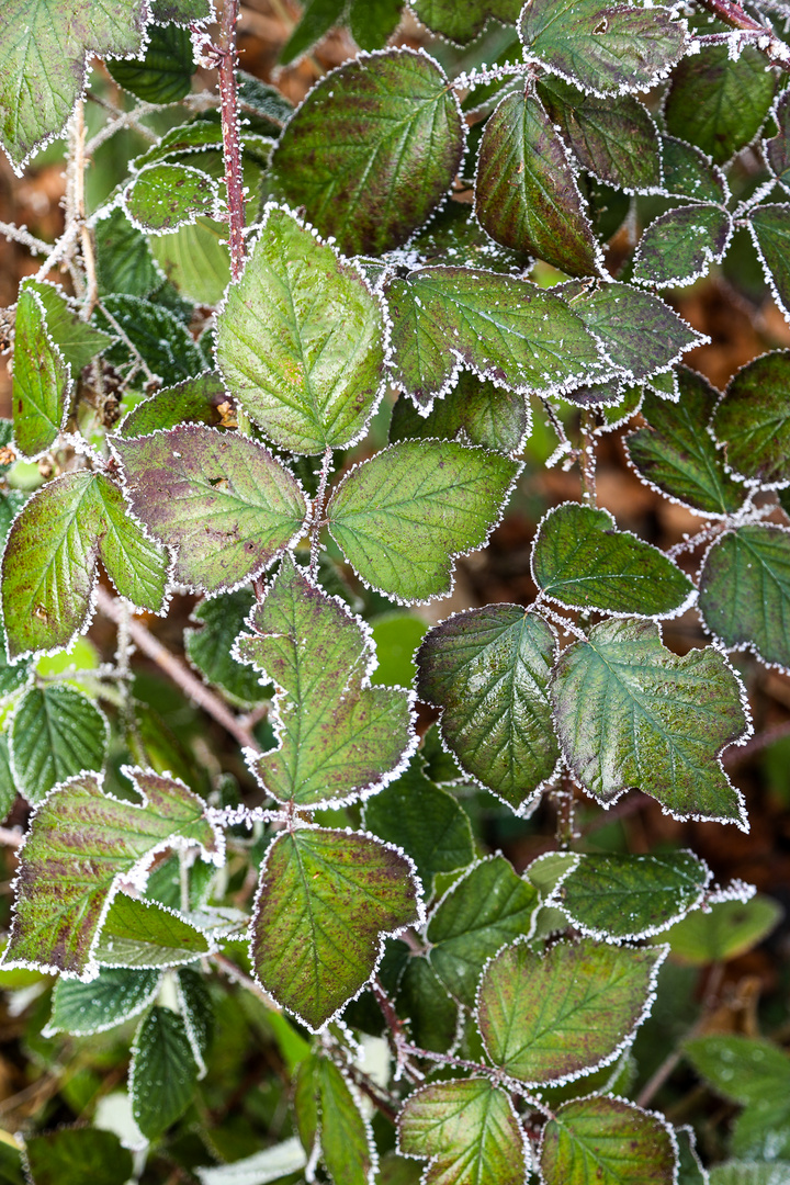 frostgesäumt