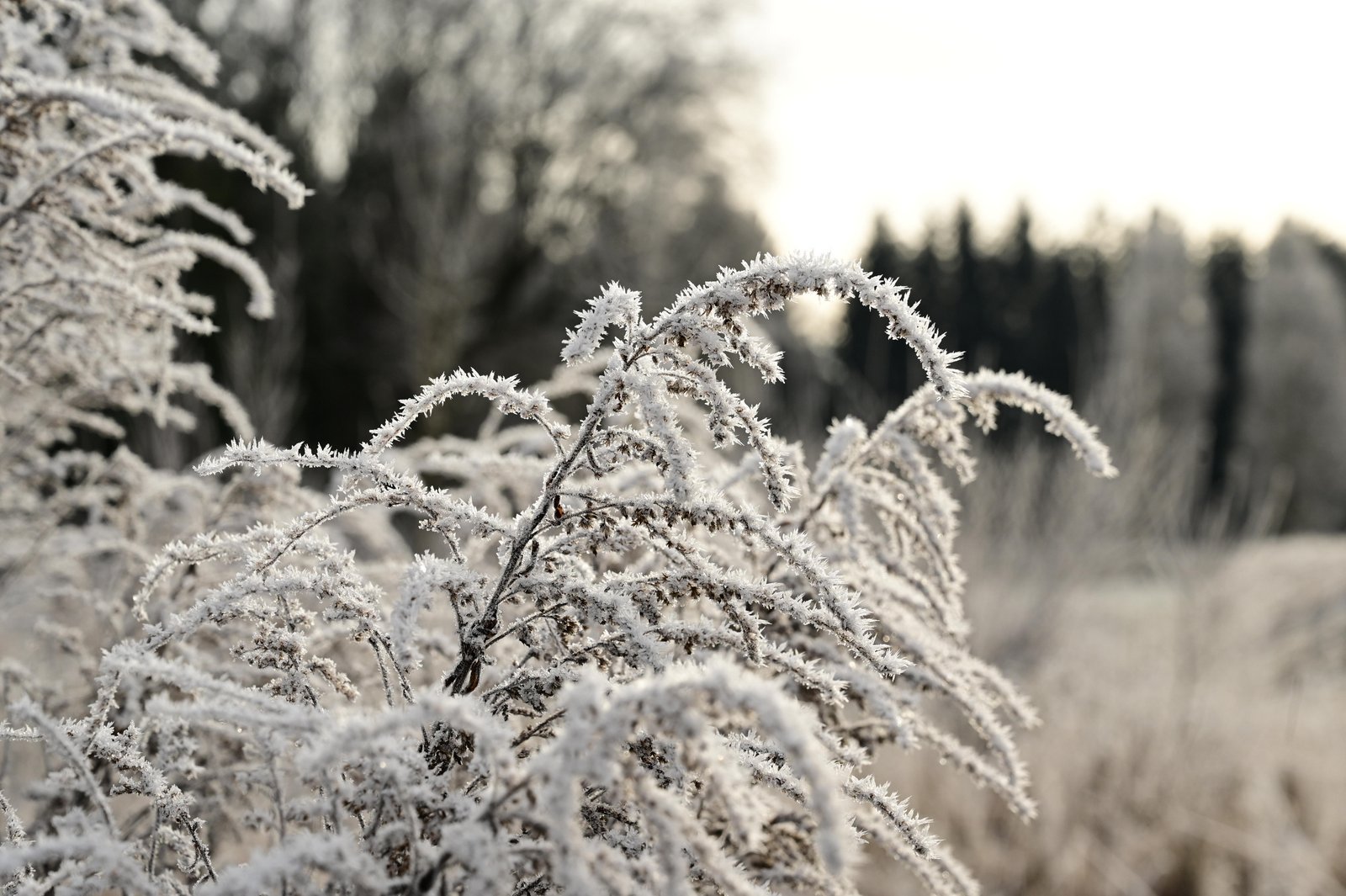 Frostgräser