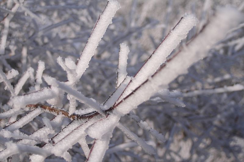 Frostgräser!