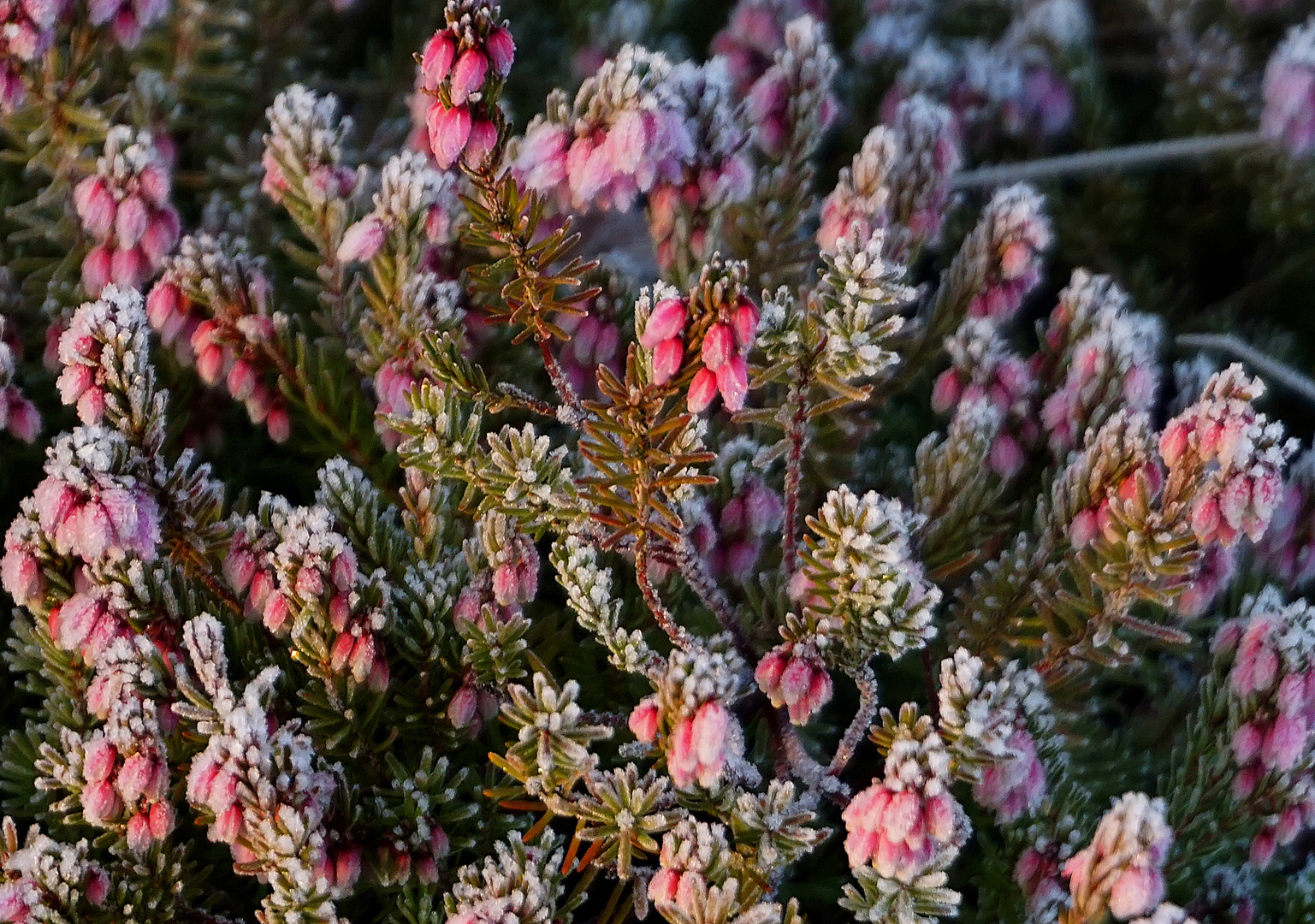 Frostgruß aus dem Vorgarten