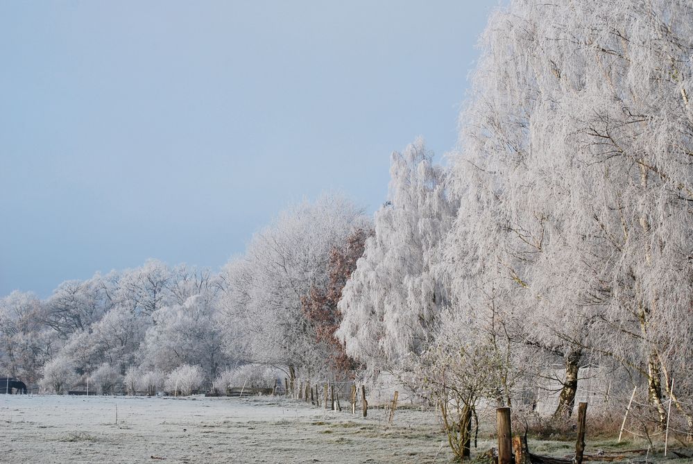Frostig 3 Foto & Bild | jahreszeiten, winter, natur Bilder auf ...