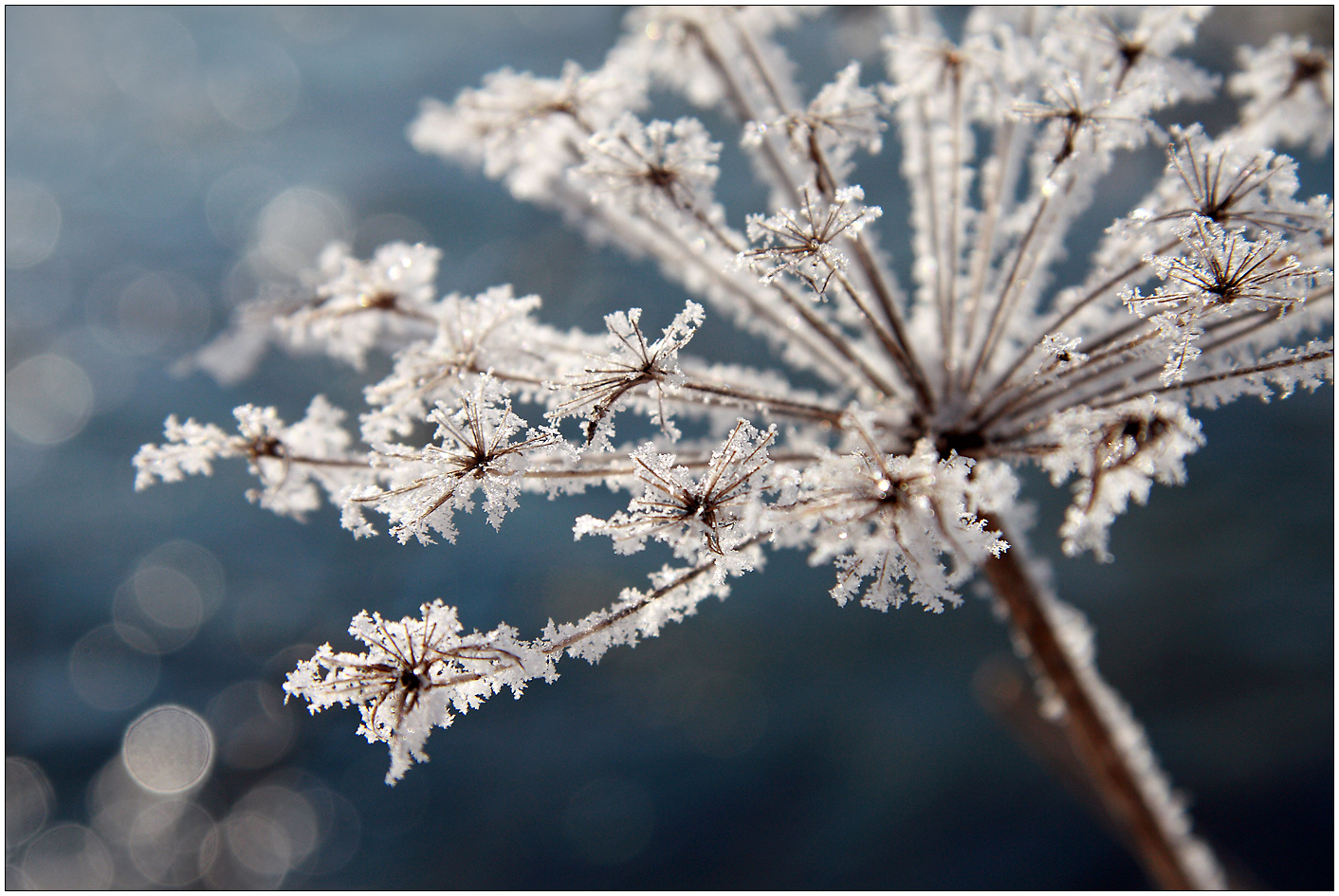 Frostig... Foto & Bild | kalt, winter, schnee Bilder auf fotocommunity