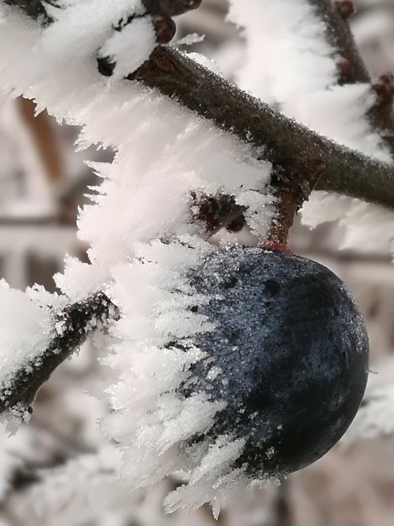 Frostig Foto & Bild | natur Bilder auf fotocommunity