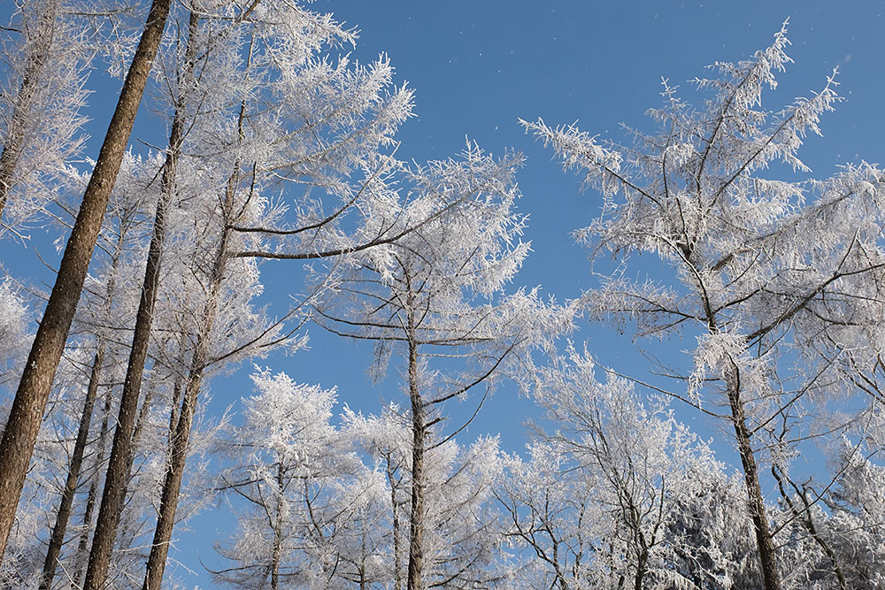 Frostig Foto & Bild | jahreszeiten, winter, blüten und grün Bilder auf ...