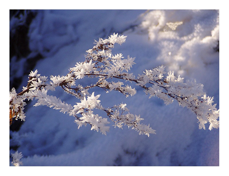 frostig Foto & Bild | jahreszeiten, winter, natur Bilder auf fotocommunity