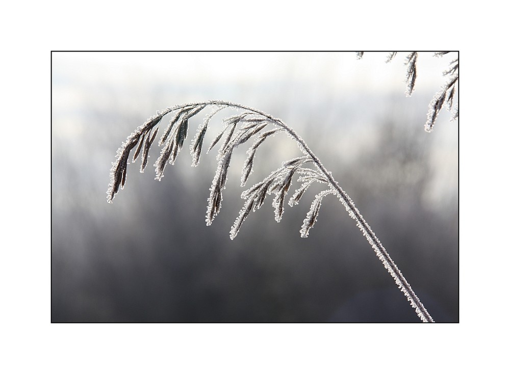 frostig im Gegenlicht