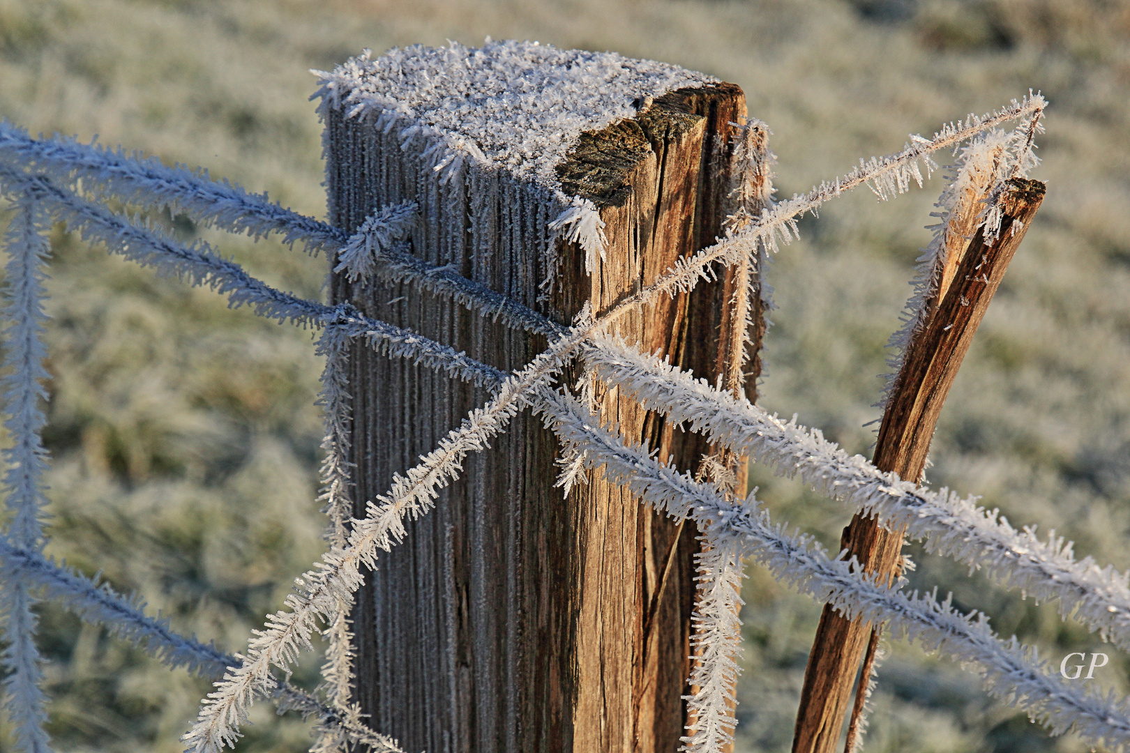 frostig IX