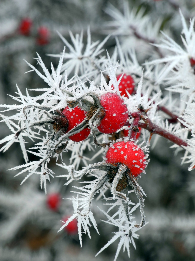 Kostenloses Foto zum Thema: besen, frost, jahreszeit, kalt, schnee