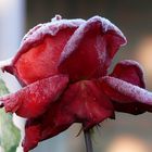 frostig......die vereiste Rose