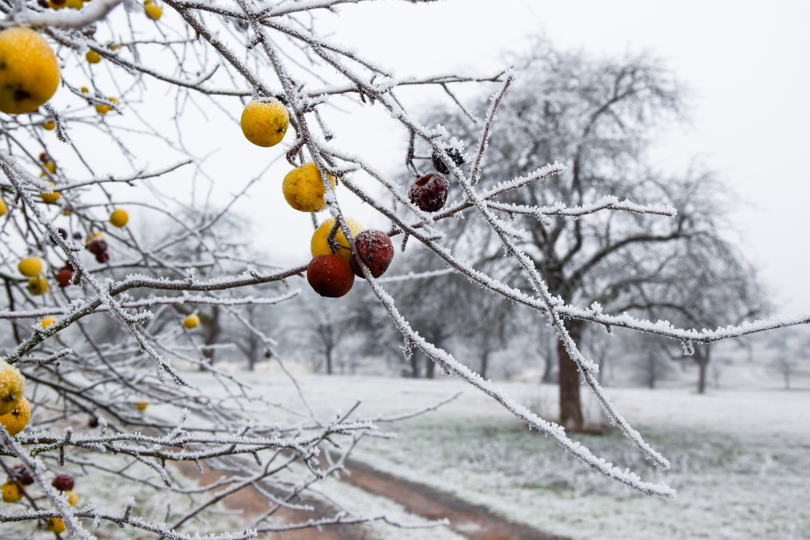 Frostige Äpfel