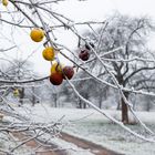 Frostige Äpfel