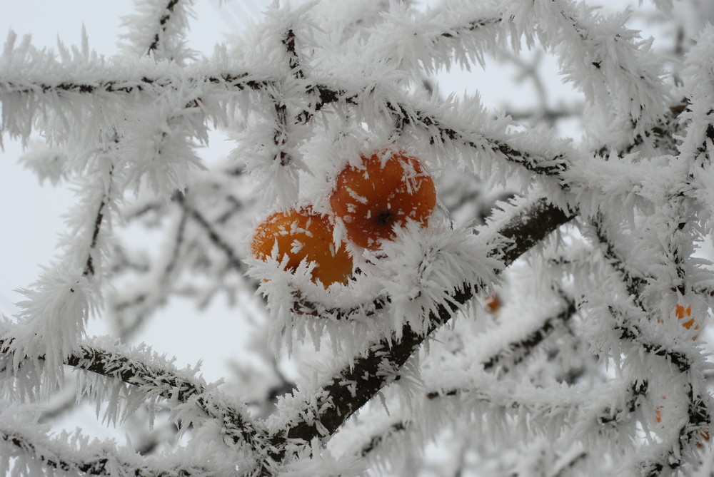 Frostige Äpfel