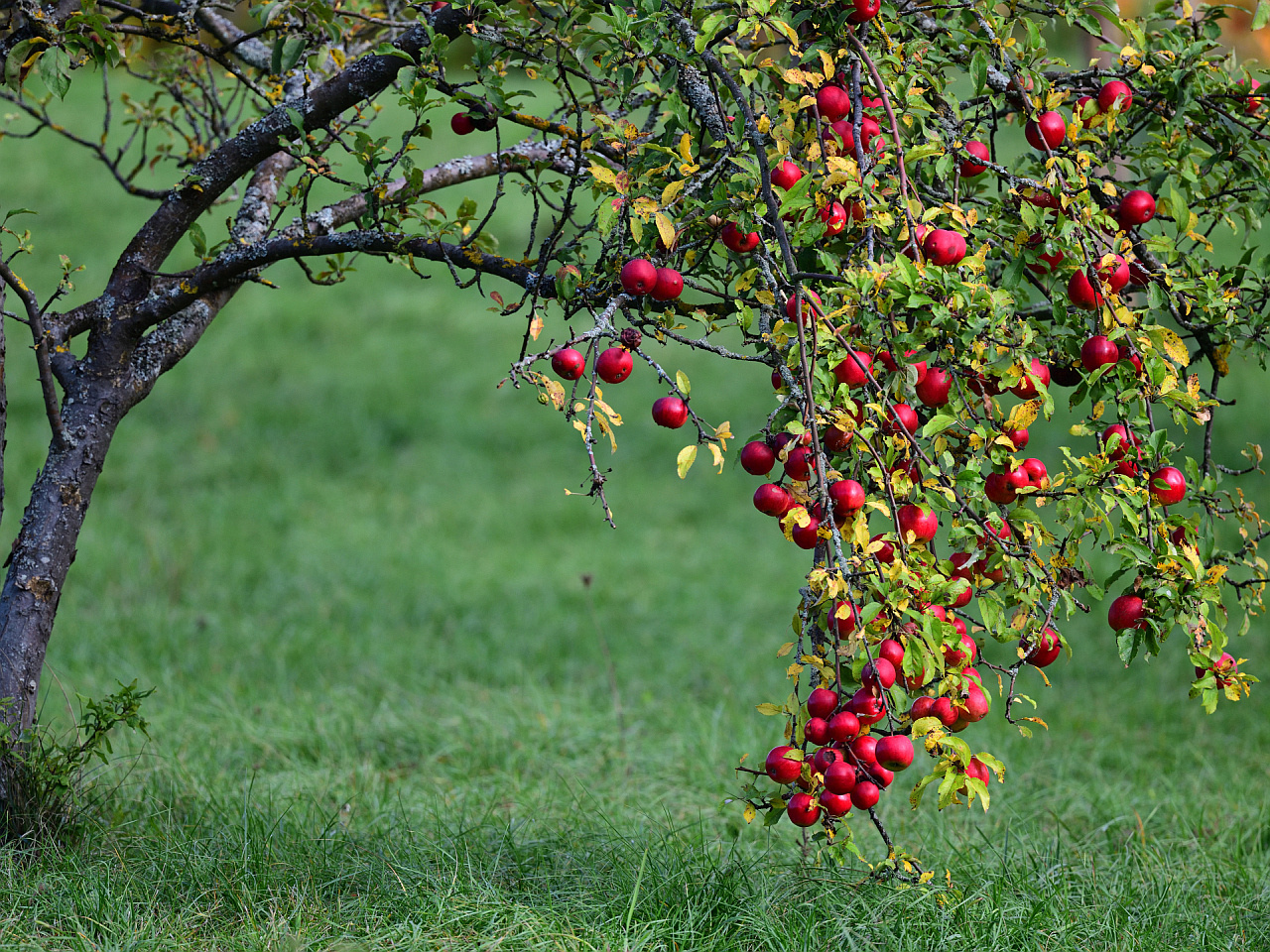 Frostige Äpfel, Frosty apples,  Manzanas heladas,