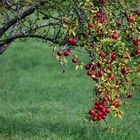 Frostige Äpfel, Frosty apples,  Manzanas heladas,