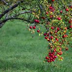 Frostige Äpfel, Frosty apples,  Manzanas heladas,