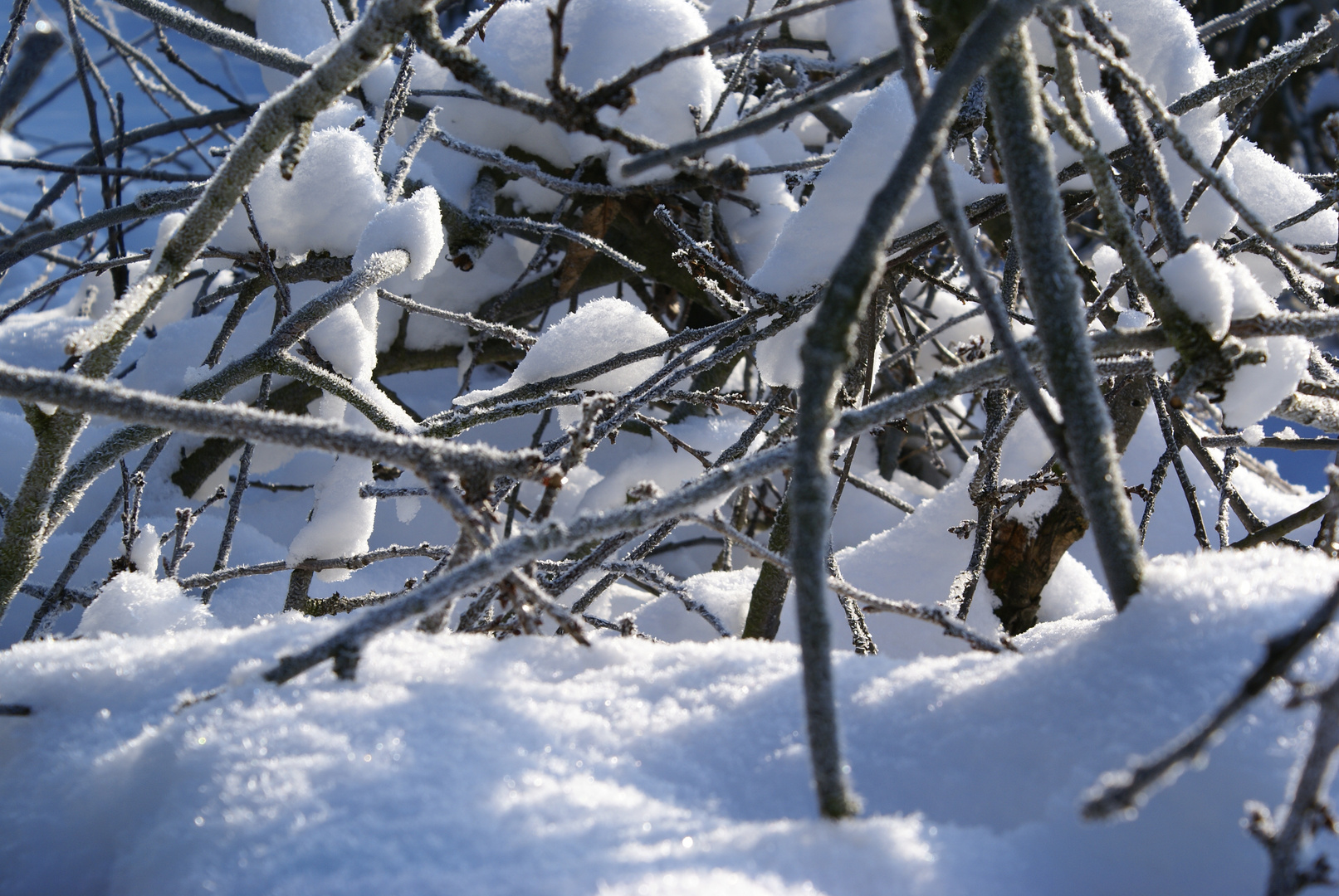 Frostige Äste