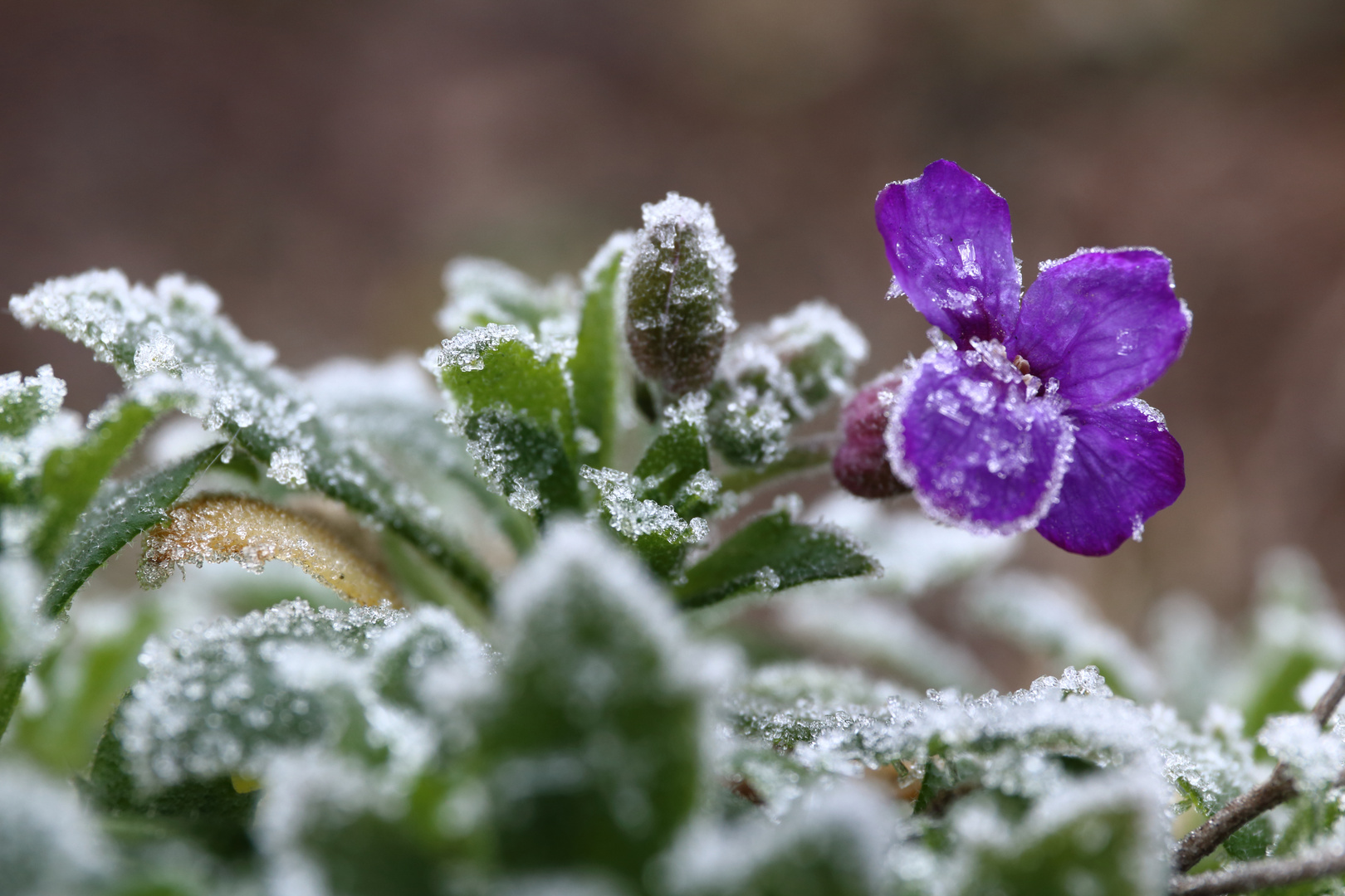 Frostige Angelegenheit