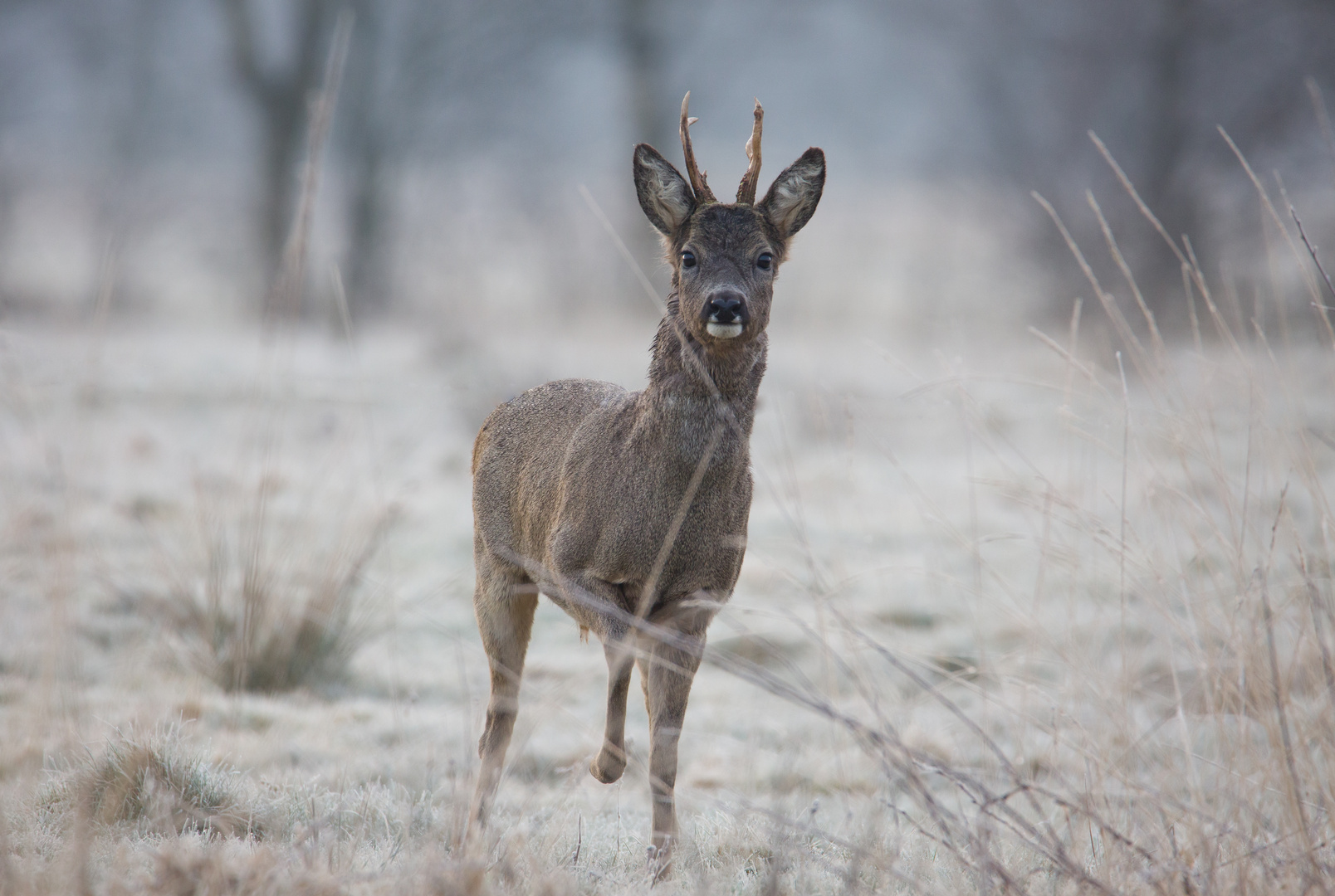 Frostige Angelegenheit