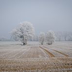 Frostige Bäume