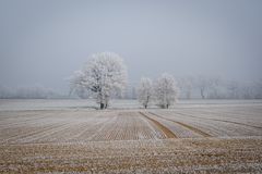 Frostige Bäume