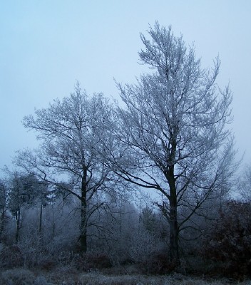 Frostige Bäume