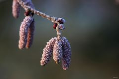 frostige Baumwürmli