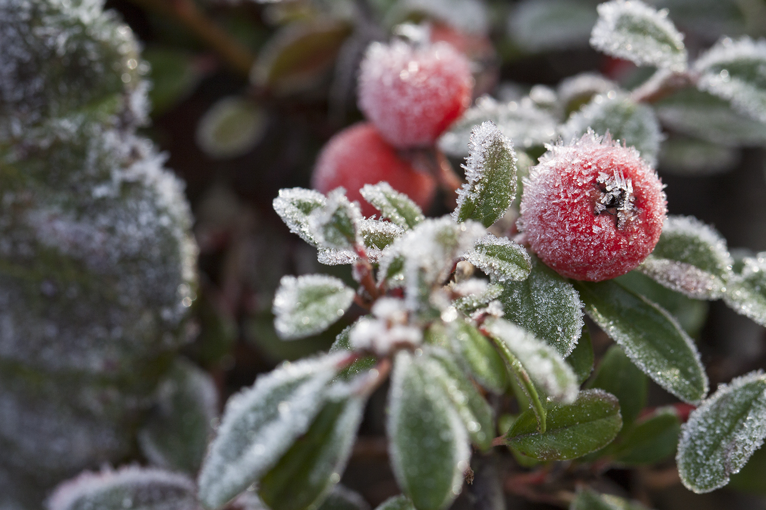 Frostige Beere (Cotoneaster dielsianus)